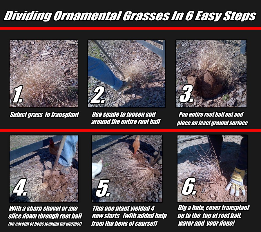 Ornamental Grass Care Cutting, Dividing And Planting OWG